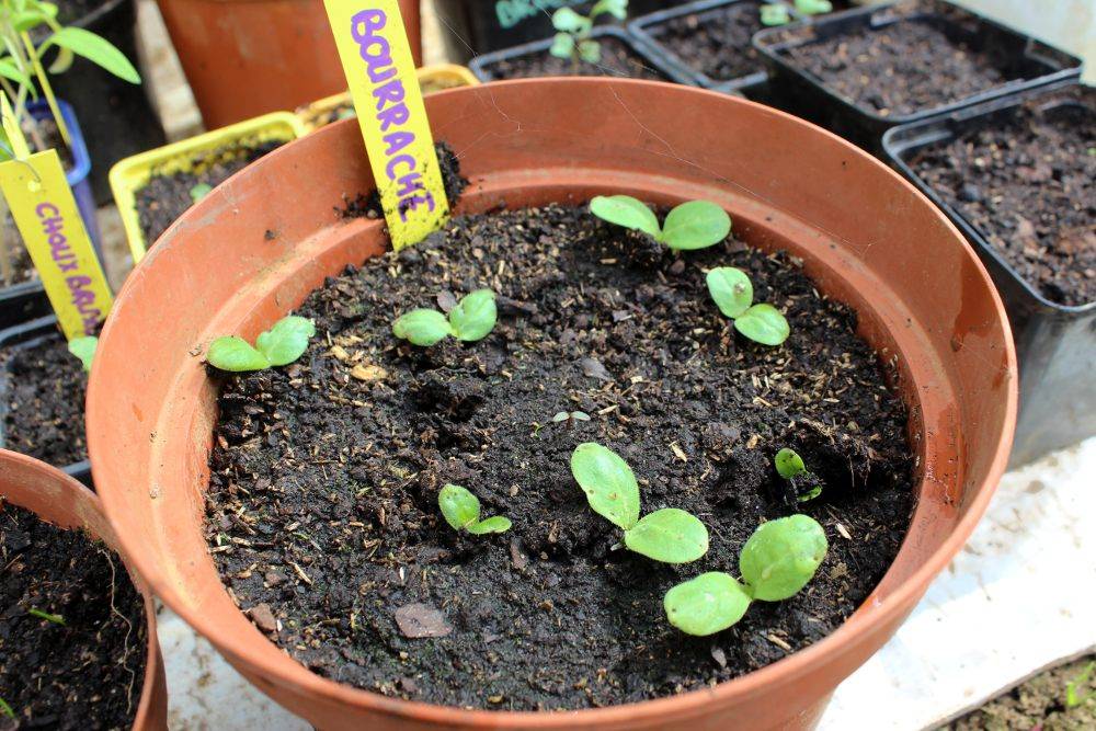 culture hydroponique et semis bourrache