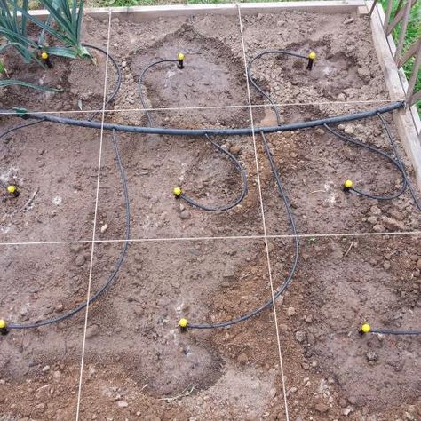 culture hydroponique et semis cosmos