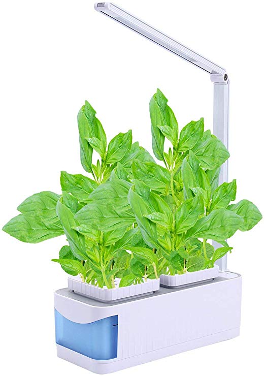 culture hydroponique et semis de thym