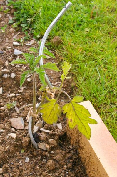 Culture Hydroponique et Semis De Tomates Feuilles Qui Jaunissent