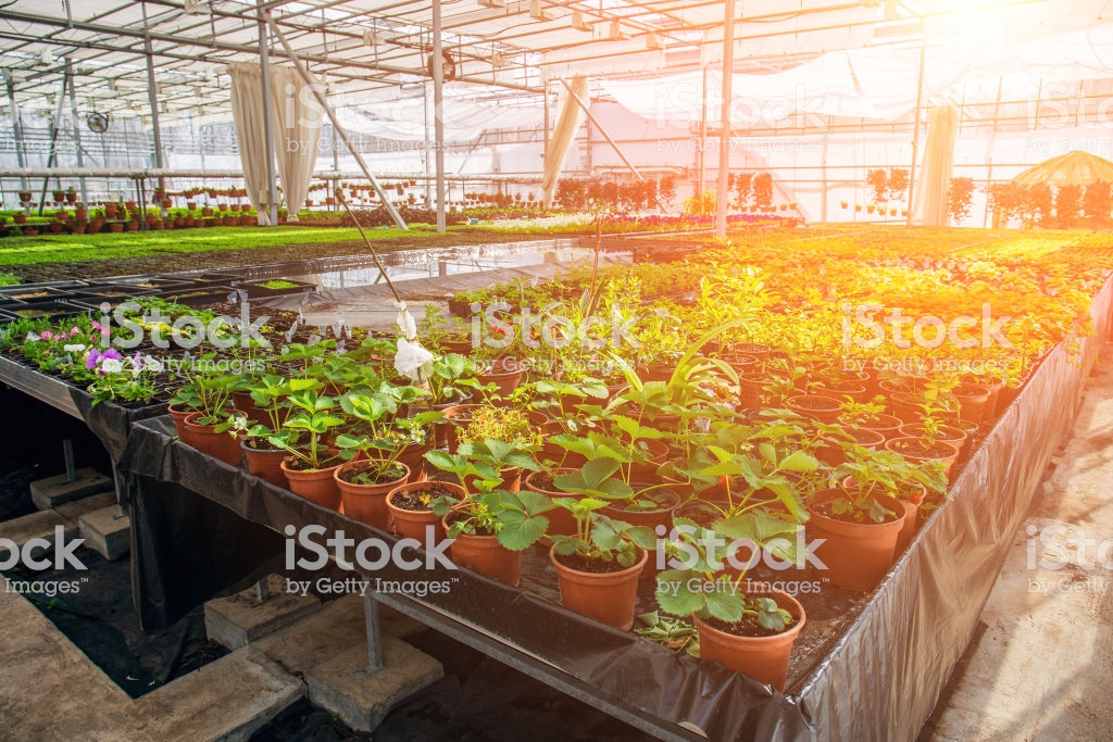 culture hydroponique et semis en serre