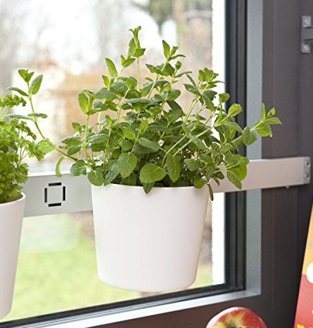 culture hydroponique et semis fines herbes intérieur