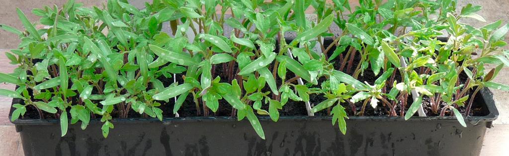 culture hydroponique et semis geranium