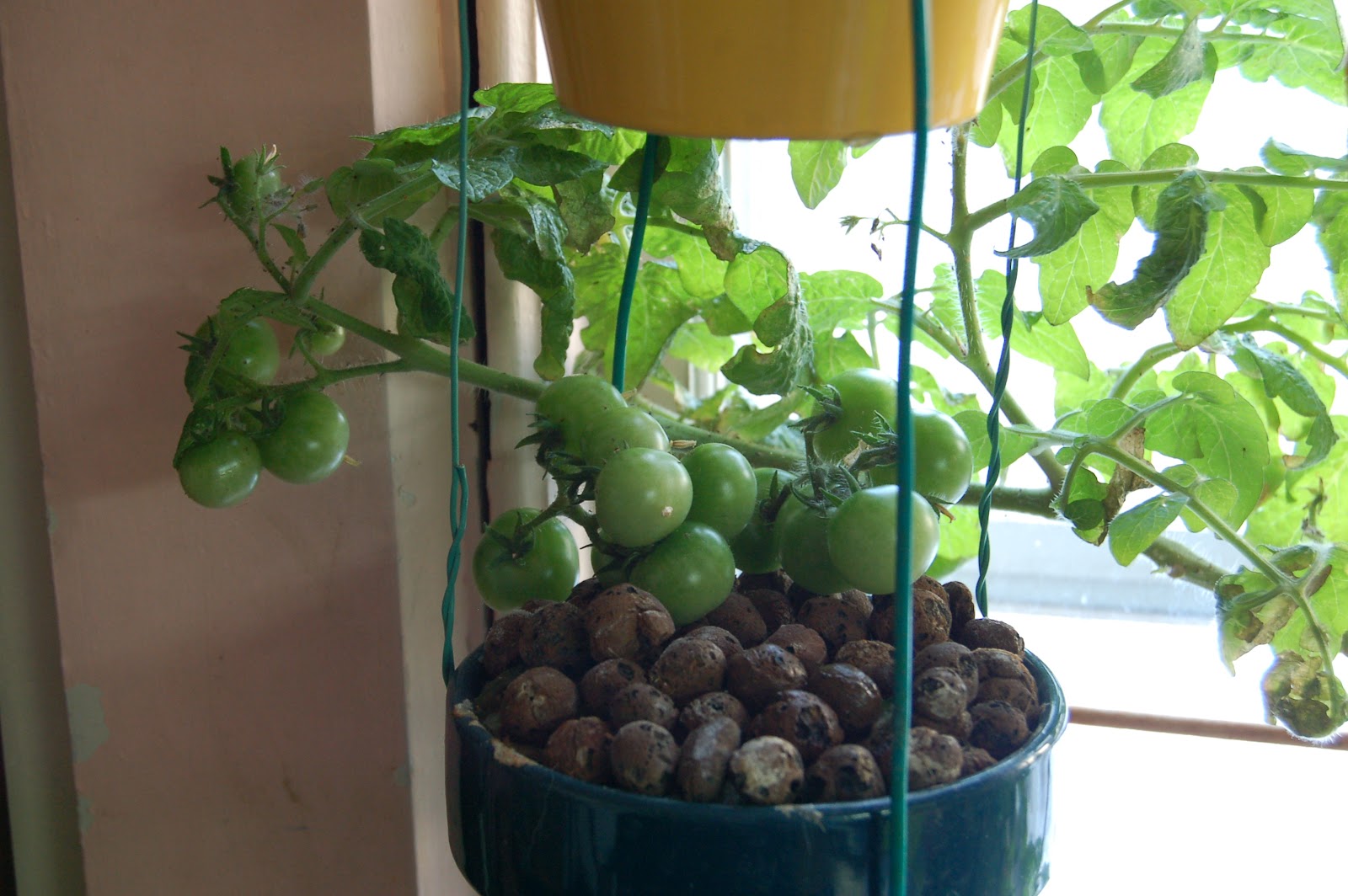 culture hydroponique et semis haricot beurre