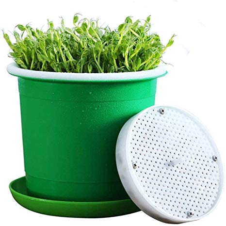 culture hydroponique et semis haricot