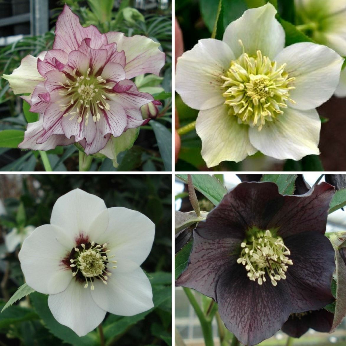 culture hydroponique et semis hellebore