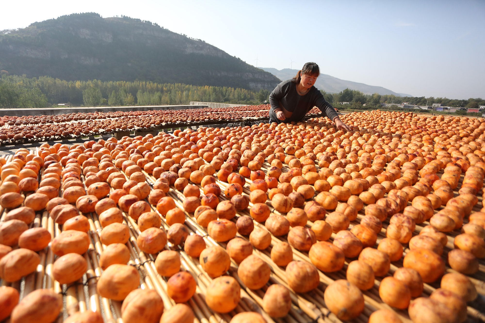 culture hydroponique et semis kaki pomme