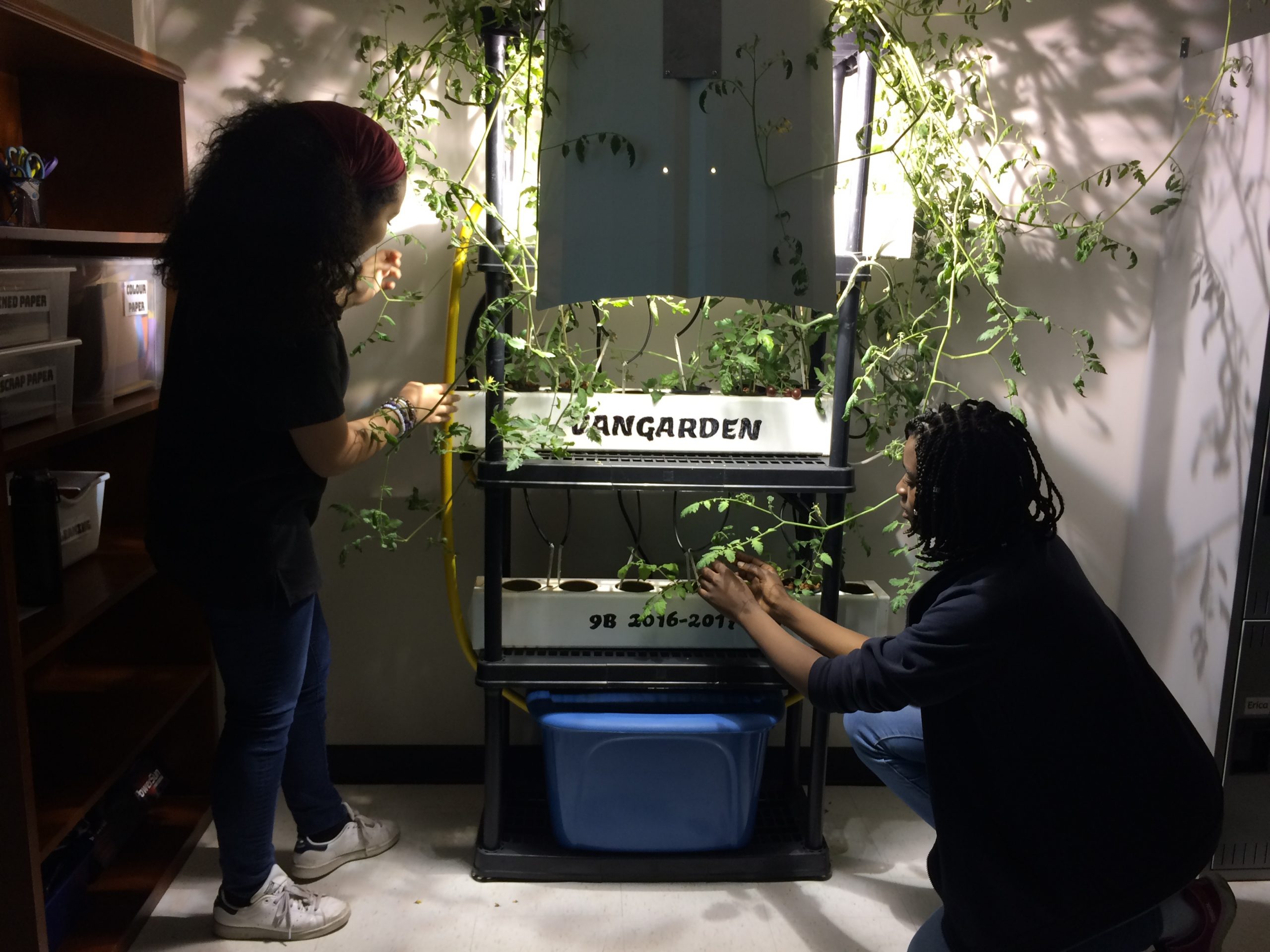 culture hydroponique et semis legumes fevrier