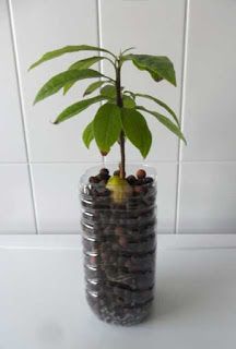 culture hydroponique et semis litchi