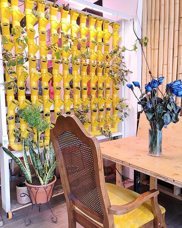 culture hydroponique et semis magnolia