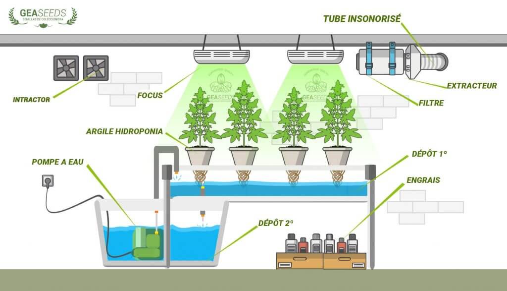 culture hydroponique et semis millet