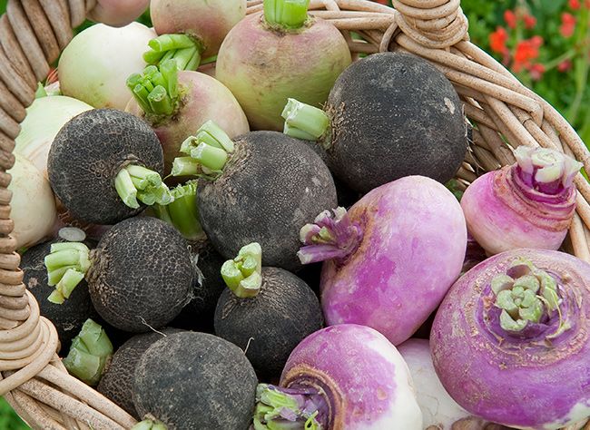 culture hydroponique et semis navet