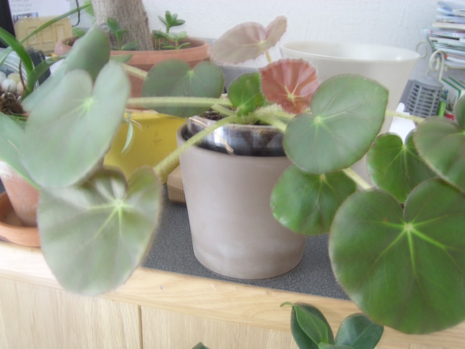 culture hydroponique et semis nenuphar