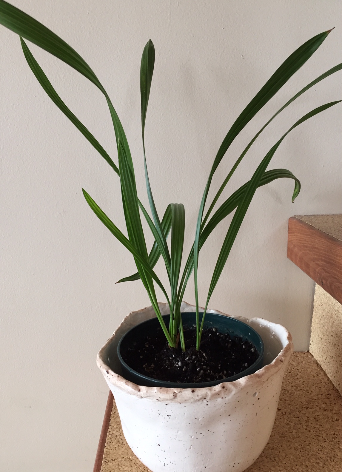 culture hydroponique et semis palmier dattier