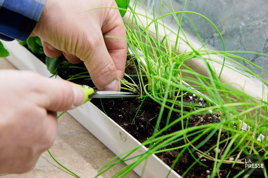 culture hydroponique et semis pour potager