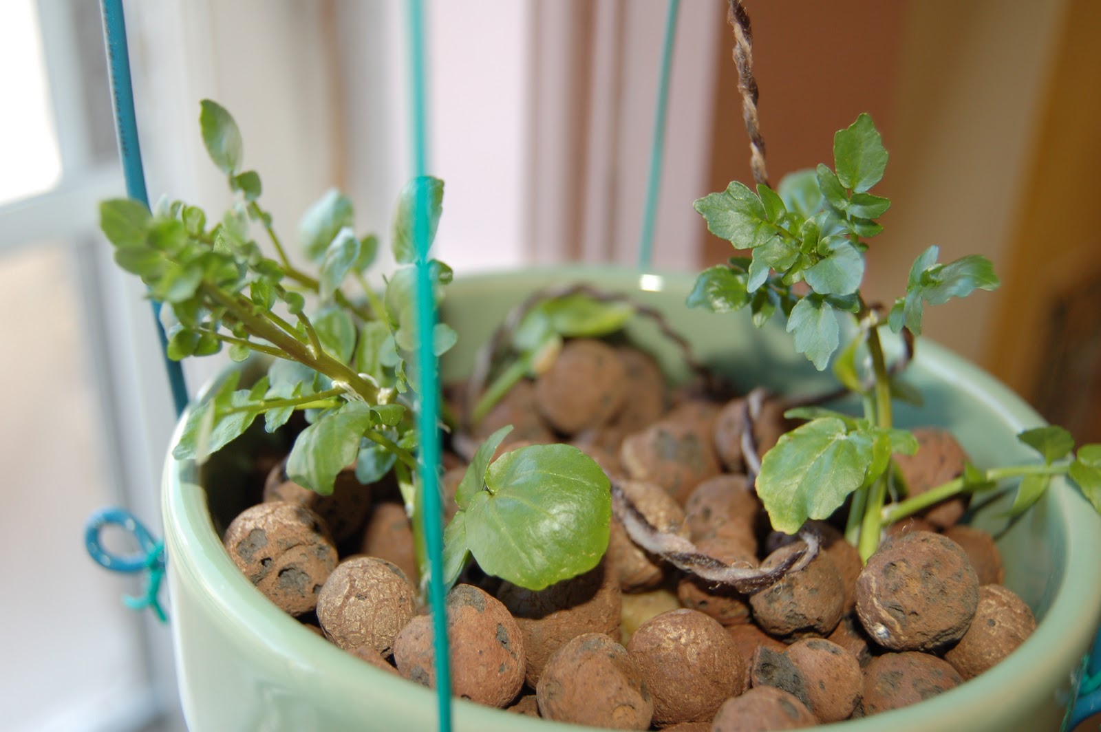 culture hydroponique et semis quand