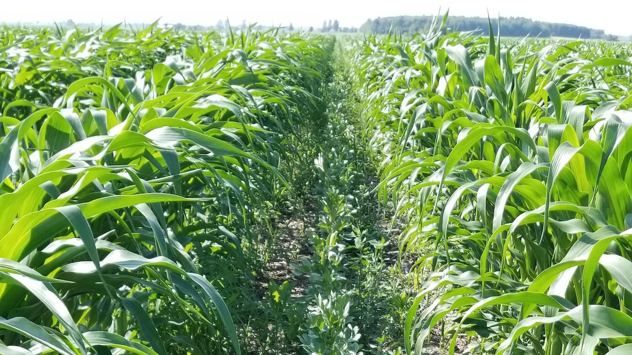 culture hydroponique et semis sarrasin