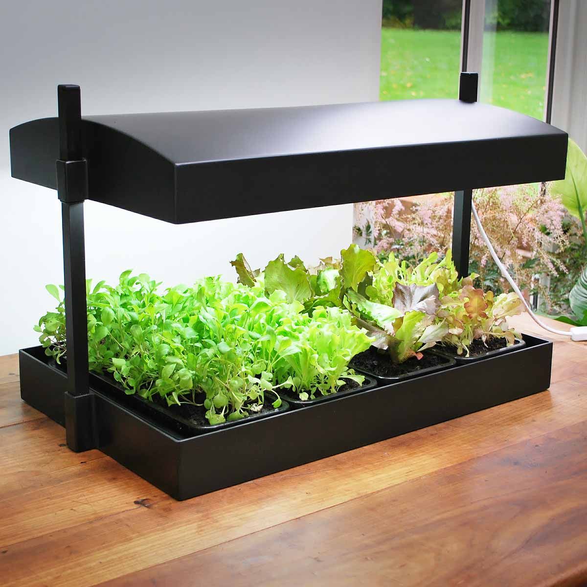 culture hydroponique et semis tomate aquarium