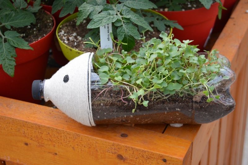 Culture Hydroponique et semis tomate durée germination