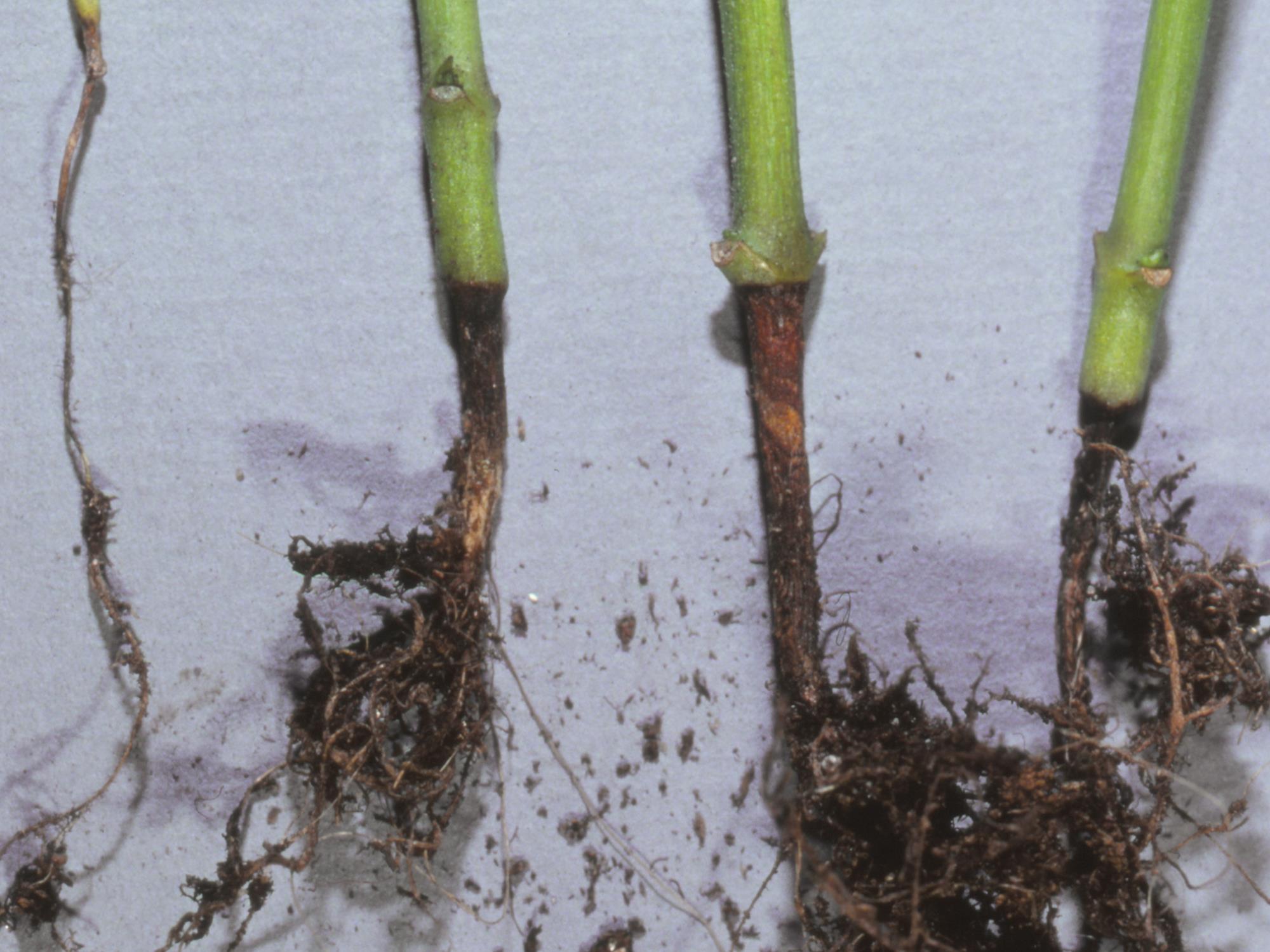 Culture Hydroponique et semis tomate fonte