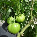 Culture Hydroponique et semis tomates en pleine terre