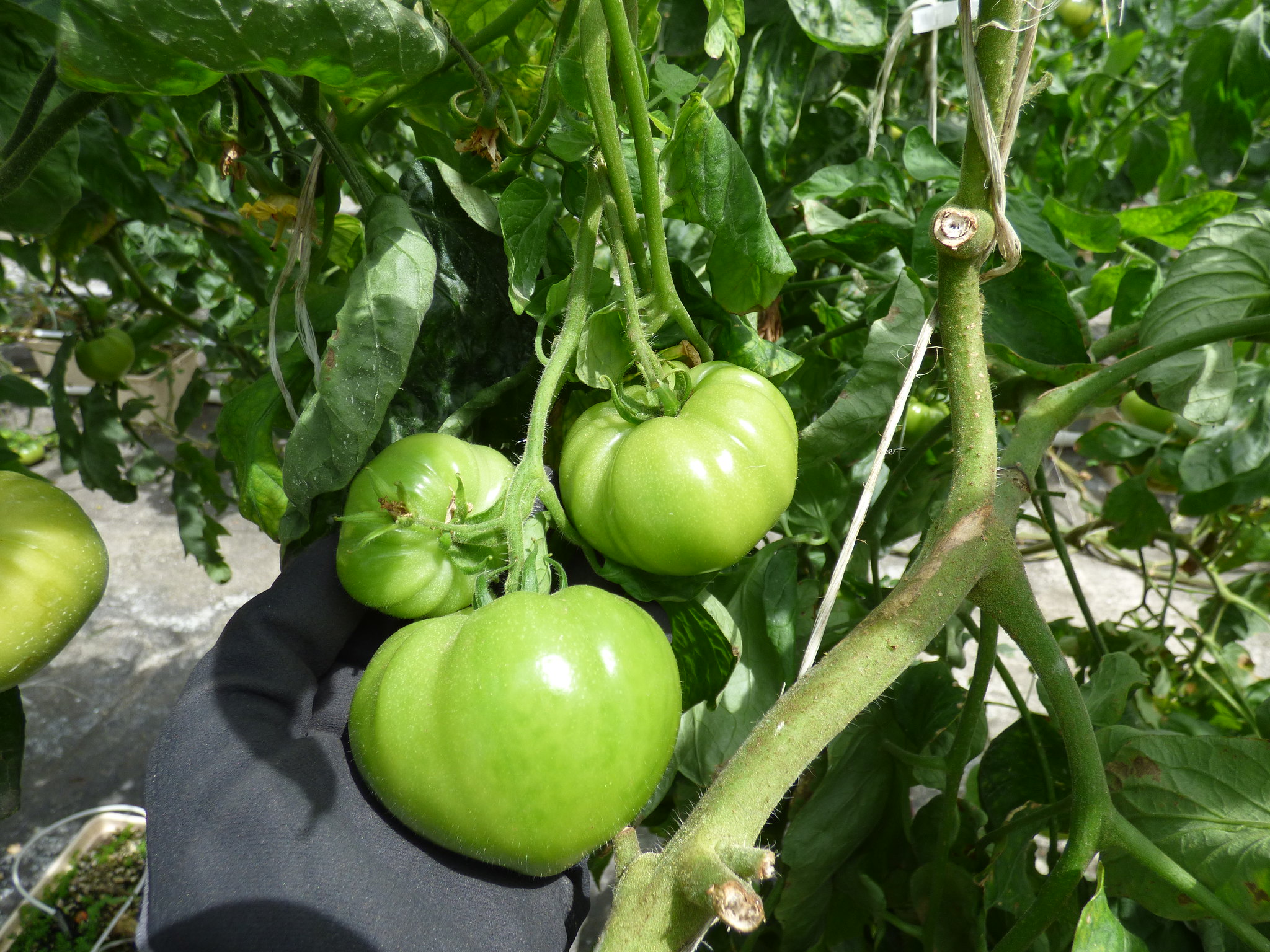 Culture Hydroponique et semis tomates en pleine terre