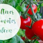Culture Hydroponique et semis tomates en terrine