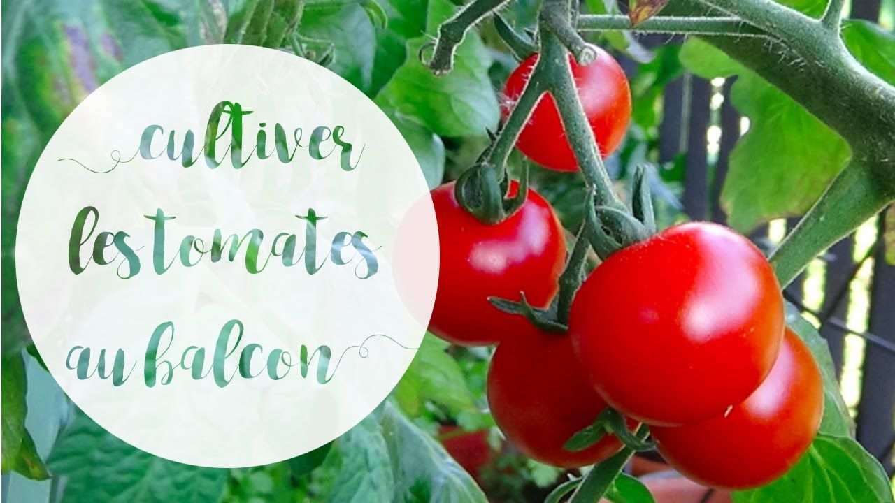 Culture Hydroponique et semis tomates en terrine