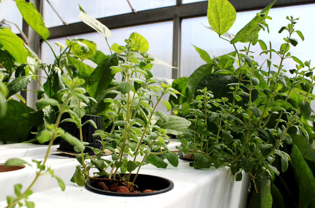 culture hydroponique et semis urbains