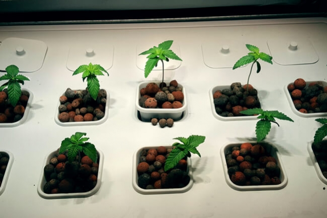 culture hydroponique et semis variétés anciennes