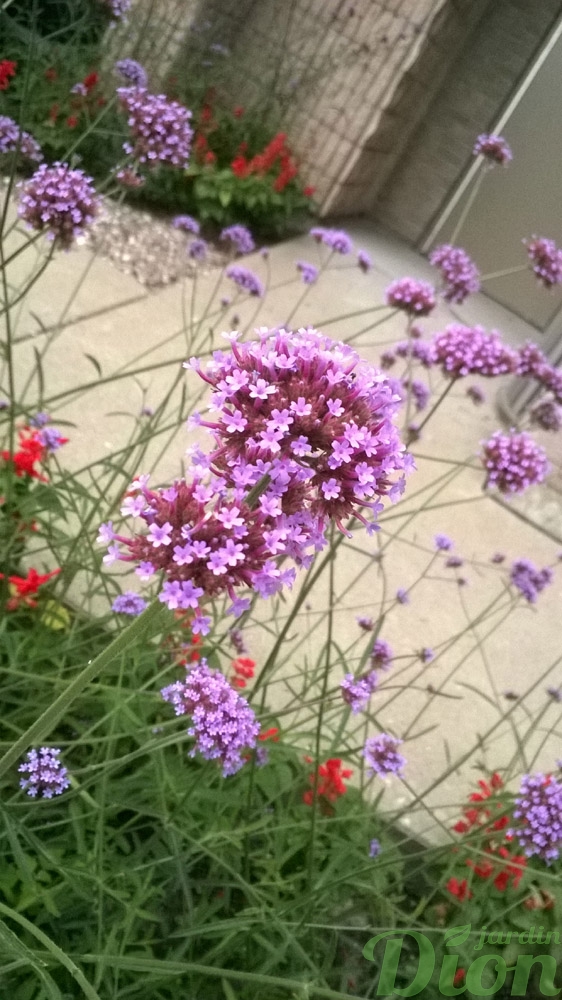 culture hydroponique et semis verbena bonariensis