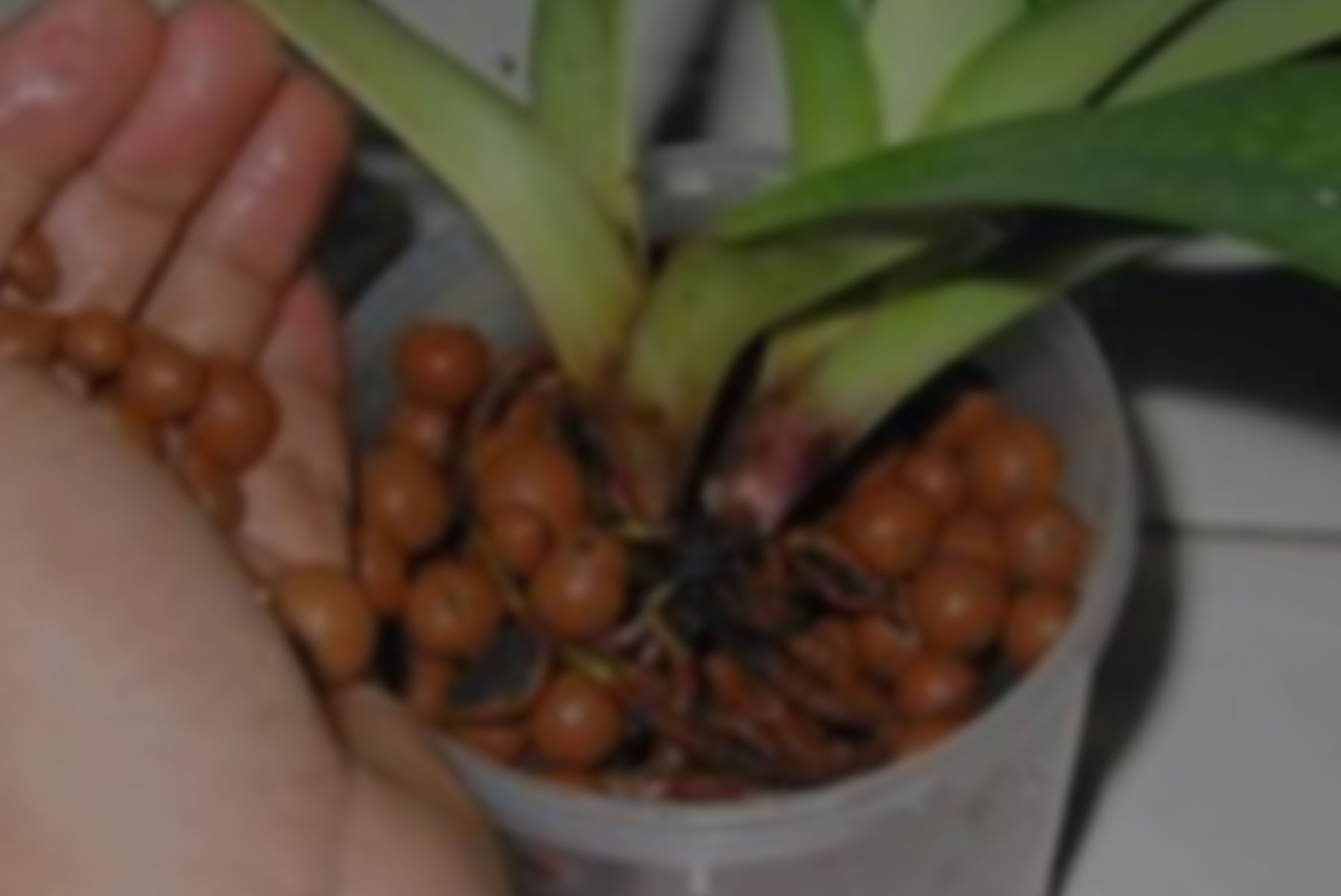 culture hydroponique et semis worlds