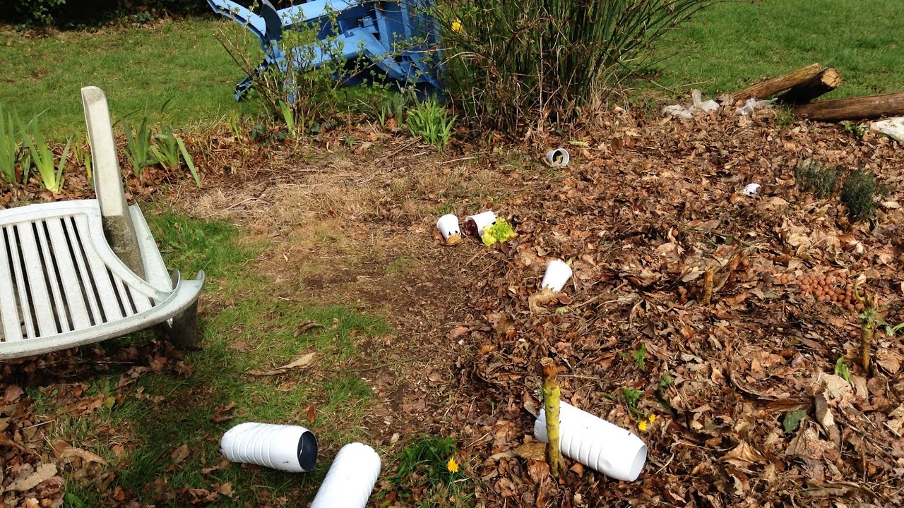 culture hydroponique et youtube semis sous couvert végétal