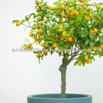 huile essentielle et huile essentielle kumquat