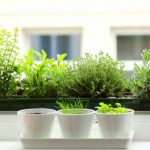 12 meilleures herbes pour pousser à l'intérieur Herbes d'intérieur