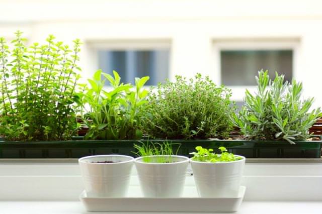 12 meilleures herbes pour pousser à l’intérieur Herbes d’intérieur