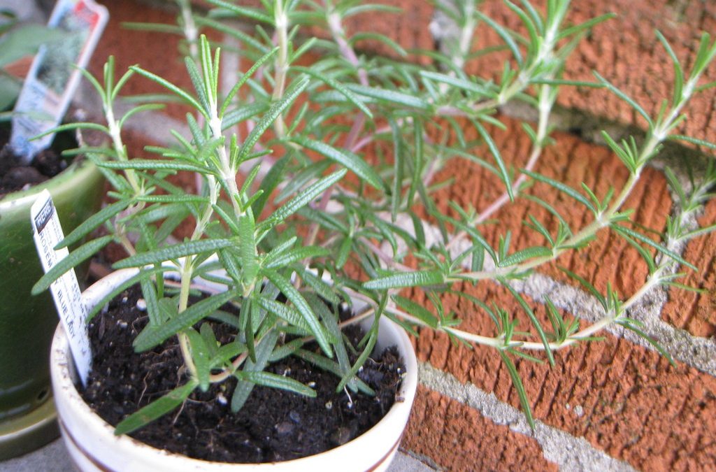 8 herbes d’intérieur qui purifient l’air naturellement