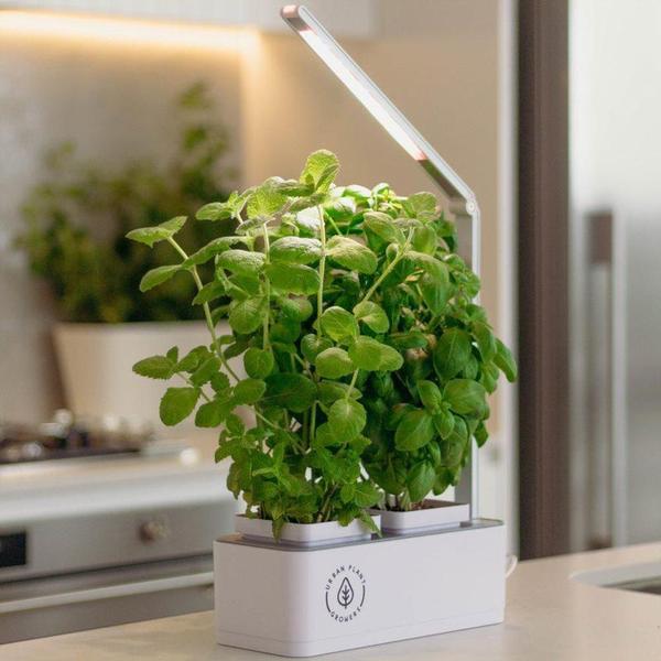 Jardin intelligent intérieur Kit de culture hydroponique intérieure Home Smart Garden