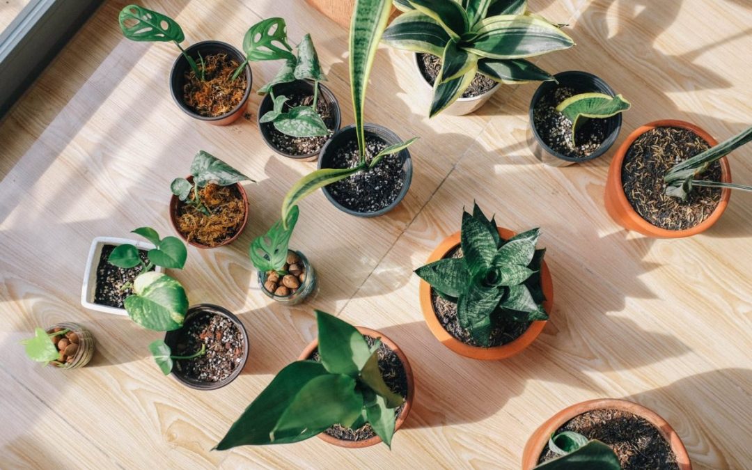 LED Grow Light: la meilleure sélection pour le jardinage et les plantes d’intérieur en 2020