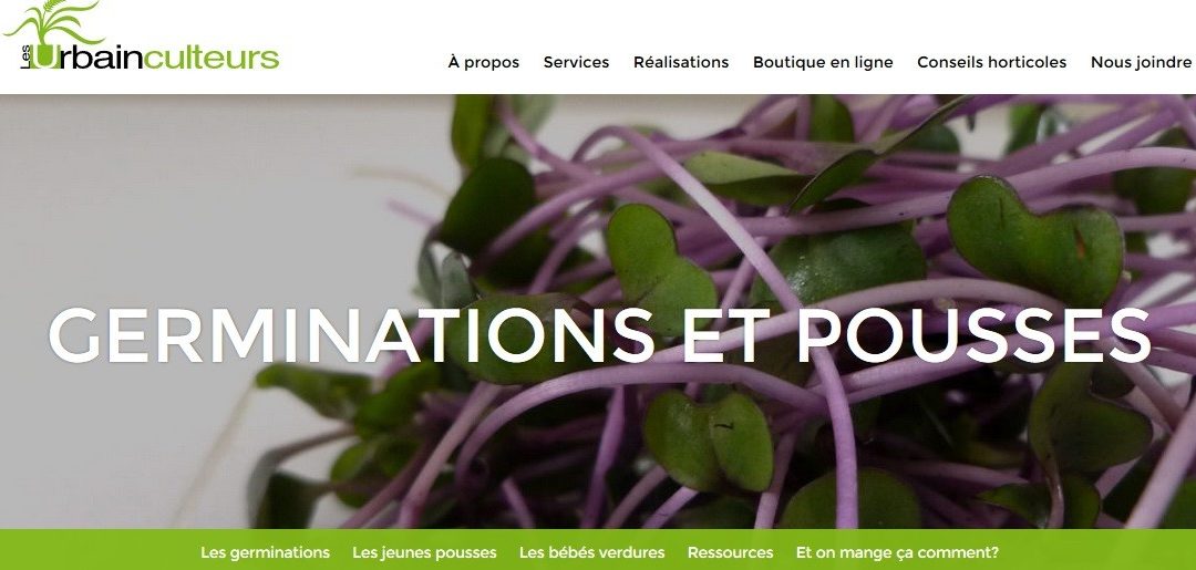 Difference Entre Pousse Et Germination