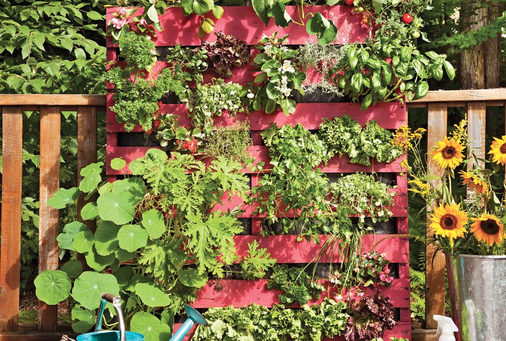 Faire Pousser Fines Herbes Exterieur