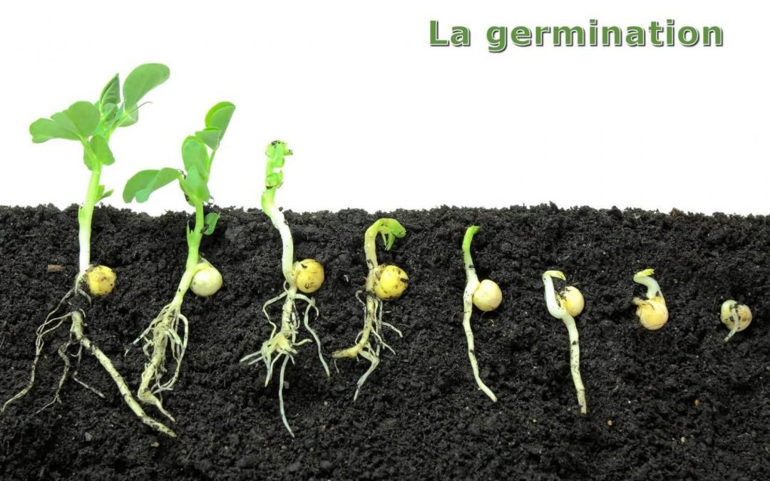 Germination Définition