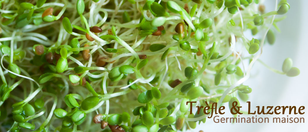 Germination Luzerne