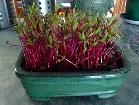 Germination Pousse De Betterave