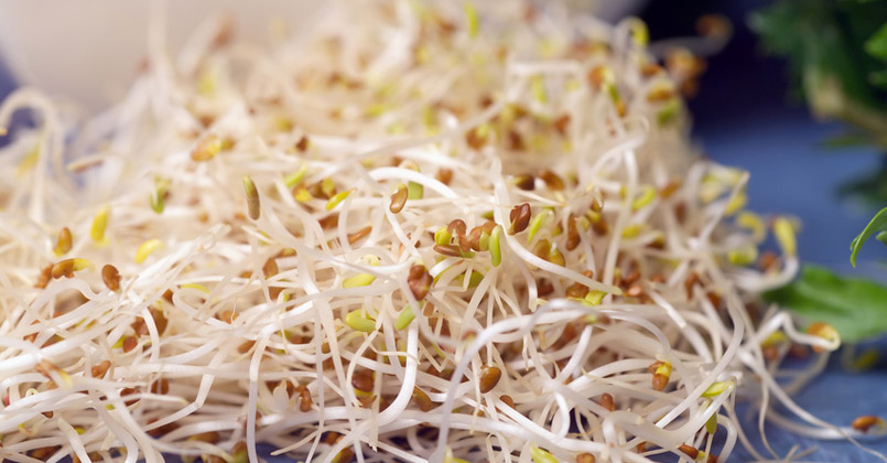 Germination Pousse De Moutarde