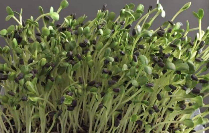 Germination Pousse De Tournesol