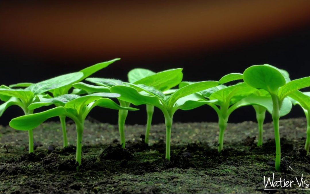 Germination Tournesol