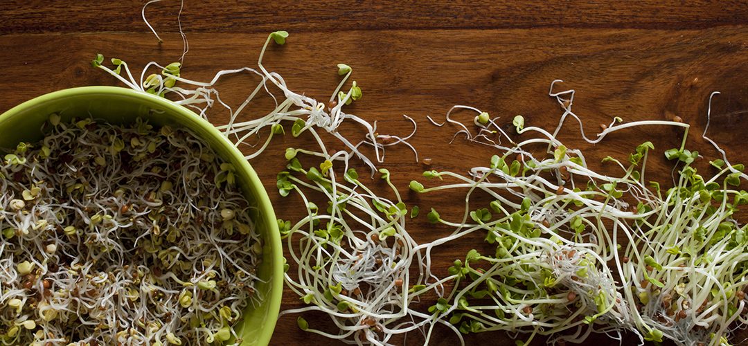 Micro Pousse Et Germination