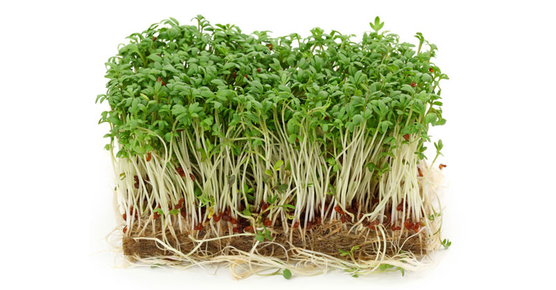 Pousse De Germination