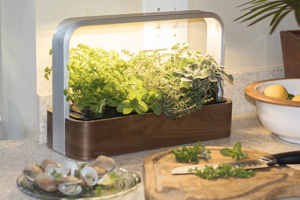 Pousser Fines Herbes Intérieur